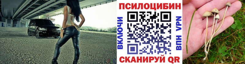 hydra онион  Озёрск  Псилоцибиновые грибы Psilocybe 